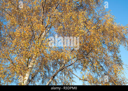 Betula Pendula. Silver Birch tree in autumn against blue sky Stock Photo