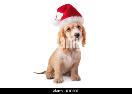 Small puppy cocker spaniel dog in Santa Claus hat isolated on white background. Stock Photo
