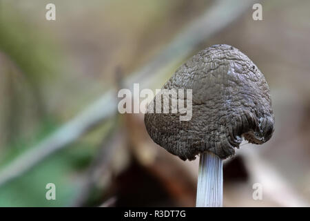 Roe deer brown mushroom - Pluteus cervinus - Mushroom already a little older Stock Photo