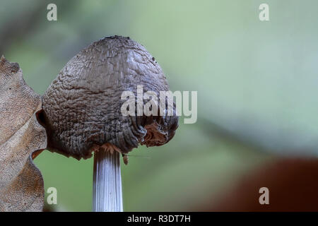 Roe deer brown mushroom - Pluteus cervinus - Mushroom already a little older Stock Photo