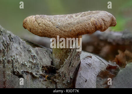 0506 Kahler Krempling - Paxillus involutus - fungus between tree bark and leaves Stock Photo