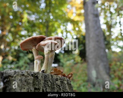 small group of mushrooms on a tree stump against a colorful background Stock Photo