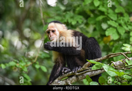 Geoffroy's tamarin (Saguinus geoffroyi).  A type of small monkey in Panama. A black & white monkey with reddish nape, this one in his forest home. Stock Photo