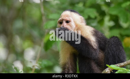 Geoffroy's tamarin (Saguinus geoffroyi).  A type of small monkey in Panama. A black & white monkey with reddish nape, this one in his forest home. Stock Photo