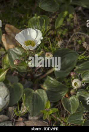 Parnassus-leaved Buttercup, Ranunculus parnassifolius, in the alps. Stock Photo