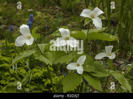 Large-flowered trillium, Trillium grandiflorum, in flower in garden. From eastern North America. Stock Photo