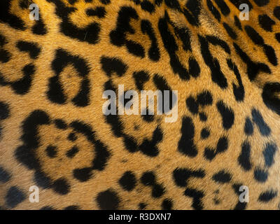 Spotted fur of Jaguar  Panthera onca Stock Photo