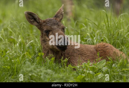 Elk, Alces alces, young calf in woodland clearing, boreal woodland, Sweden. Stock Photo