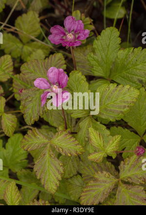 Arctic Bramble, Rubus arcticus in flower, Sweden. Extinct in UK. Stock Photo