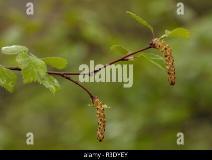 Arctic downy birch, Betula pubescens var. pumila, in flower, arctic Sweden. Stock Photo