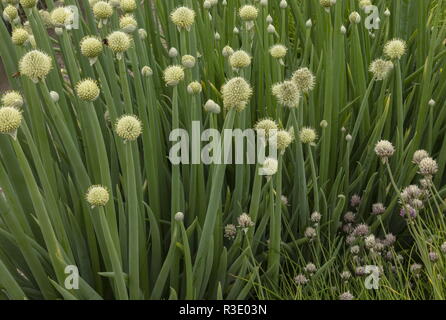 Japanese bunching onion or spring onion, Allium fistulosum in flower in garden. Stock Photo