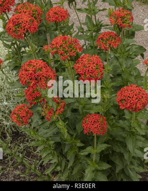 Maltese-cross, lychnis chalcedonica in full flower, in garden. From Russia and China. Stock Photo