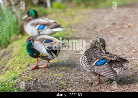 Three Mallard Duck in the lake with some grass in Scotland. closeup shot on the ground males and females. during spring season Stock Photo