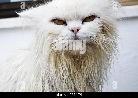 Angry-Face-Cat-Funny-Wet-Image