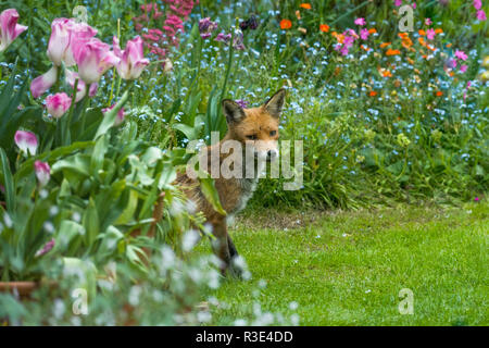 Red fox [Vulpes vulpes] vixen in garden.  London, UK. Stock Photo