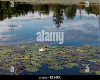 Quebec,Canada. Forest reflection on a shallow lake Stock Photo