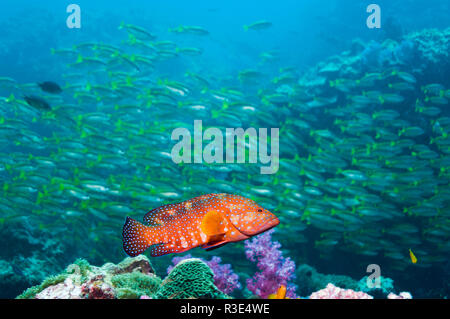 Coral hind [Cephalopholis miniata] with a school of snappers in background.  Andaman Sea, Thailand. Stock Photo