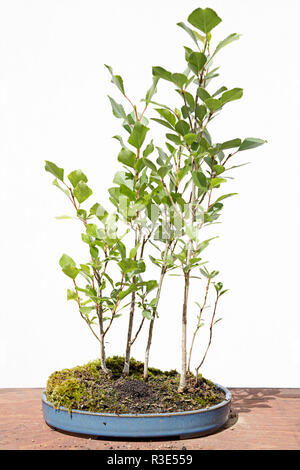 Black poplar (populus nigra) bonsai on a wooden table and white background Stock Photo