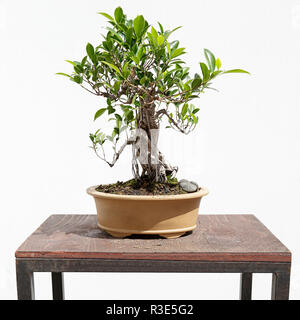 Ficus retusa bonsai on a wooden table and white background Stock Photo