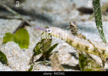 Pipefish (Corythatchthys haematopterus).  Manado, North Sulawesi, IIndonesia. Stock Photo