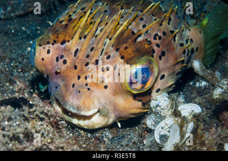 Obicular burfish or porcupinefish [Cyclichthys orbicularis].  Lembeh Strait, North Sulawesi, Indonesia. Stock Photo