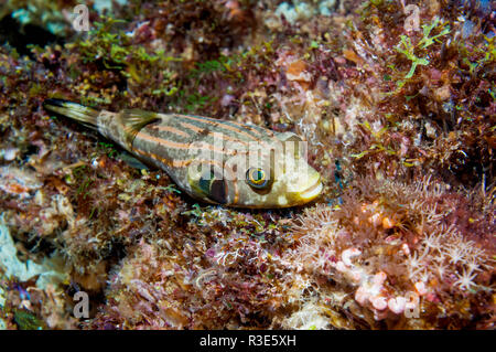 Striped puffer [Arothron manilensis].  Cebu, Malapascua Island, Philippines. Stock Photo