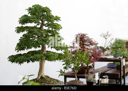 Outdoor exhibition of bonsai, different species of trees placed on wooden tables Stock Photo