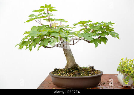 Norway maple (acer platanoides) bonsai on a wooden table and white background Stock Photo