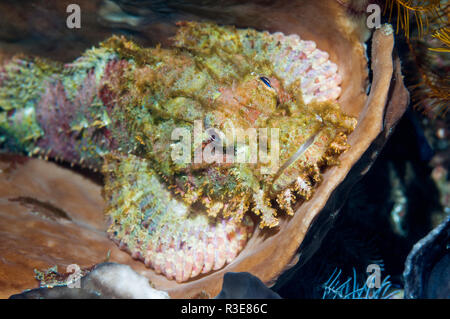 Tasseled scorpionfish [Scorpaenopsis oxycephala] perched on a sponge.  Lembeh Strait, North Sulawesi, Indonesial Stock Photo