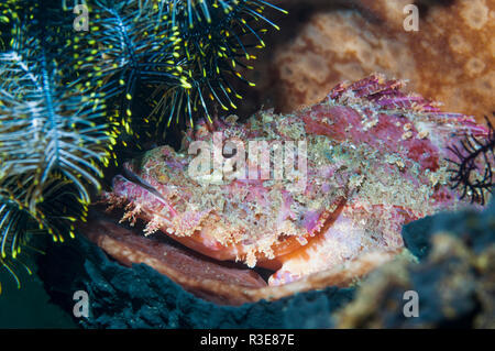 Tasseled scorpionfish [Scorpaenopsis oxycephala] perched on a sponge.  Lembeh Strait, North Sulawesi, Indonesial Stock Photo