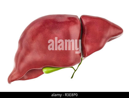 Healthy human liver with gallbladder, 3D rendering isolated on white background Stock Photo