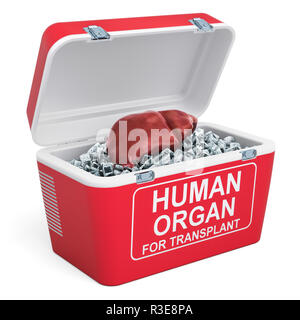 Human liver inside portable fridge for transporting donor organs, 3D rendering isolated on white background Stock Photo