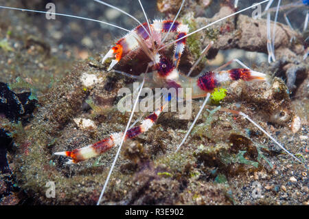 Banded coral shrimp (Stenopus hispidus).  Lembeh Strait, Sulawesi, Indonesia. Stock Photo