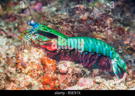 Peacock mantis shrimp [Odontodactylus scyllarus] on walk about on coral reef.  Puerto Galera, Philippines. Stock Photo