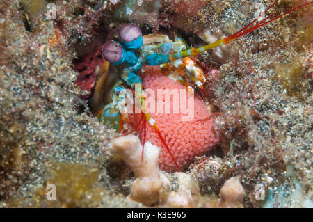 Mantis shrimp [Odontodactylus scyallarus] guarding eggs.  Lembeh Strait, North Sulawesi, Indonesia. Stock Photo