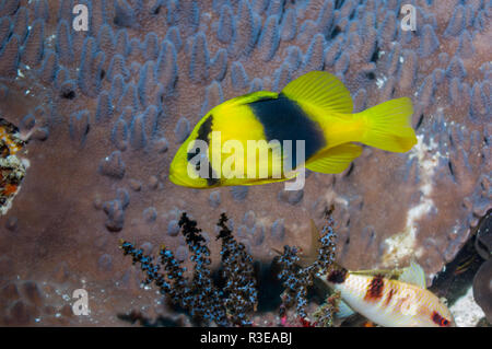 Two-banded soapfish [Diploprion bifasciatum].  West Papua, Indonesia. Stock Photo