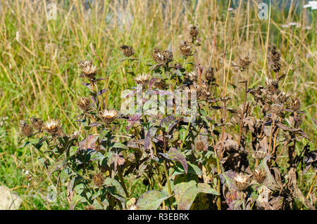 Silver Thistle bush. Photographed on Elfer Mountain, Stubai Valley, Tyrol, Austria in September Stock Photo