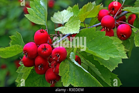 berries from scarlet hawthorn crataegus pedicellata Stock Photo