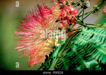 Calliandra is a genus of flowering plants in the pea family, Fabaceae, in the mimosoid clade of the subfamily Caesalpinioideae. It contains about 140  Stock Photo