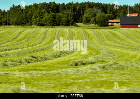 Freshly cut grass in rural Dalsland Sweden Stock Photo