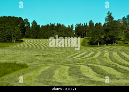 Freshly cut grass in rural Dalsland Sweden Stock Photo