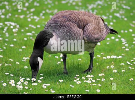 canada goose on gÃ¤nseblÃ¼mchenwiese Stock Photo