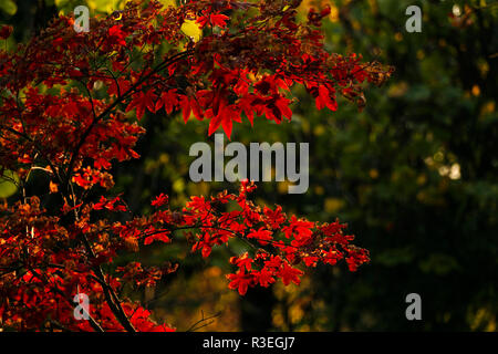 Beautiful red leaves of a japanese maple tree Stock Photo