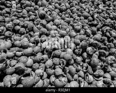Abstract texture of black and white shells on a beach in Vietnam, Asia Stock Photo