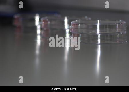 Three Petri Dishes In A Biology Research Laboratory On A Work