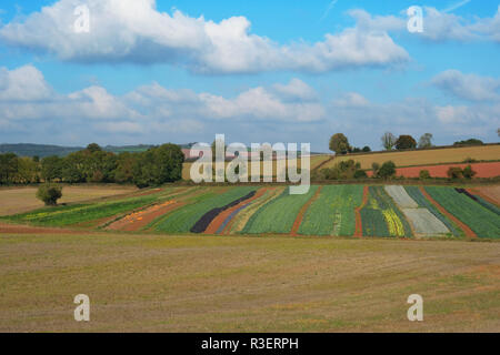 Variety of vegetables, including pumpkins, growing in a Devon field,UK - John Gollop Stock Photo