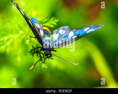 Nine spotted moth or yellow belted burnet (Amata phegea, formerly Syntomis phegea) is a moth in the family Erebidae ('tiger moths') - Umbria, Italy Stock Photo