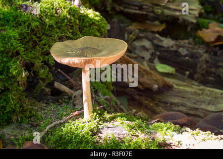 The sun shines on a lonely mushroom with moss on the forest floor Stock Photo