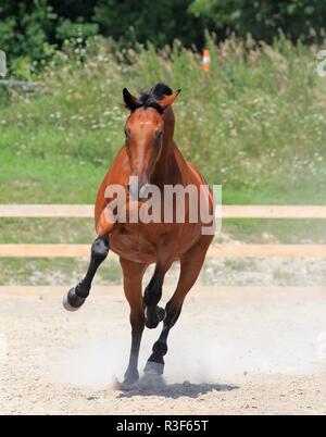 Galloping horse Stock Photo