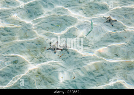 Horned seastars [Protoreaster nodosus] on sandy sea bed with sun dapple.  Malaysia. Stock Photo